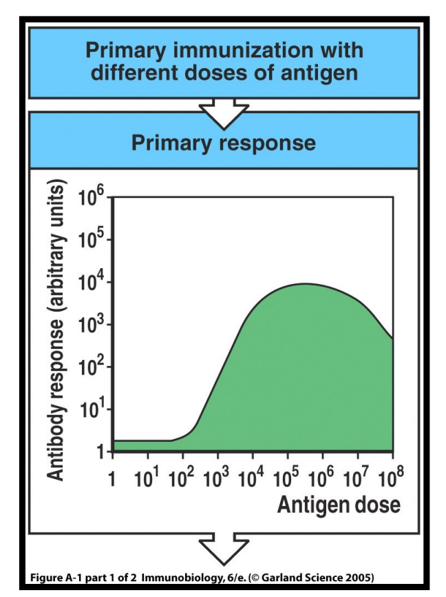 <p>when the dosage is too low or too high, the immune response is decreased</p>