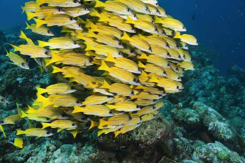 <p>Innovation of Ray-finned fishes</p>