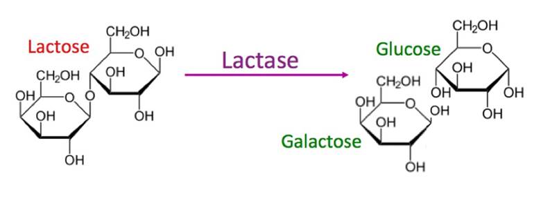 <p>Lactose</p>
