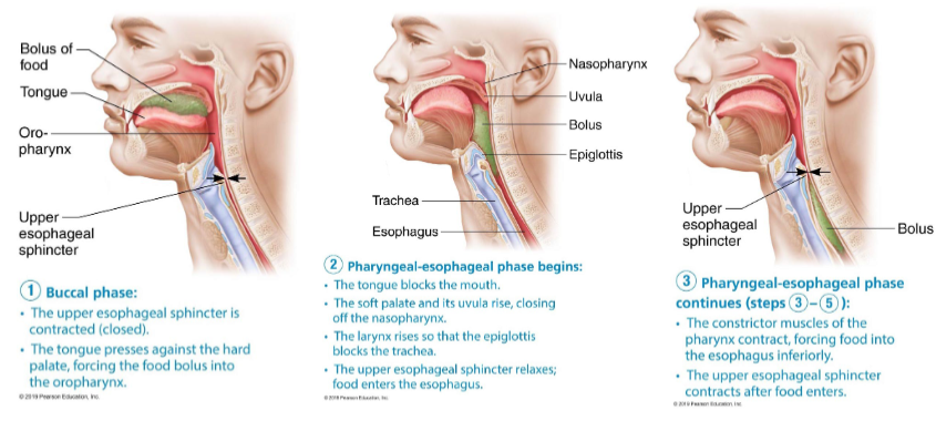 <ul><li><p>Buccal phase</p><ul><li><p>voluntary contraction of tongue</p></li><li><p>ends when bolus leaves the mouth and stimulates tactile receptors in posterior pharynx </p></li></ul></li><li><p>Pharyngeal-esophageal phase</p><ul><li><p>involuntary</p></li><li><p>control swallowing center in medulla and lower ponds</p></li></ul></li></ul><p></p>