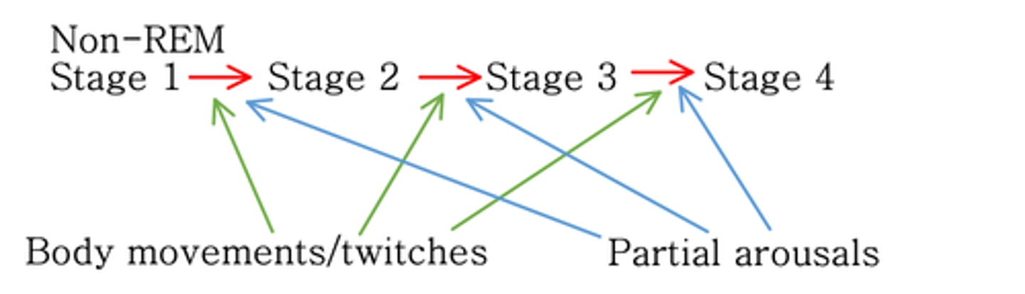 <p>Non-REM sleep pattern</p>