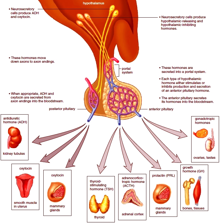 <p>FSh and LH </p><ul><li><p>gonadotropin-releasing hormone </p></li></ul><p></p>
