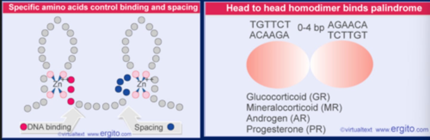 <p>-The hormone receptors have zinc fingers that bind to the DNA elements</p><p>-Steroid hormone binds to and activates receptor, takes it to nucleus, and receptor turns into a transcription factor for RNA polymerase II</p><p>-Hormones turn on genes that contain certain cis acting elements</p><p>-Have zinc finger for binding</p>