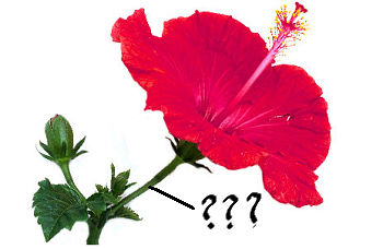 <p>attaches the flower to the stem; usually subtended by bracts (epicalyx)</p>