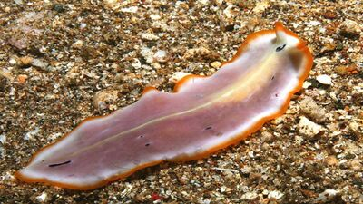 <p>are flat worms</p><p>only one opening basal taxon</p><p>lack lophophore and trochophore but similar DNA</p><p>hermaphroditic (so both male and female parts)</p><p>flame cells</p>