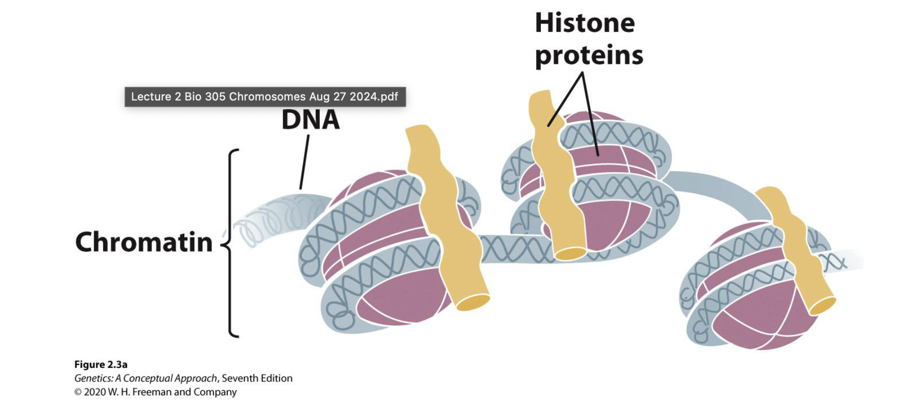 <p>DNA + Histone proteins (look up image); (chromosomes are made of chromatin in a much more condensed form)</p>