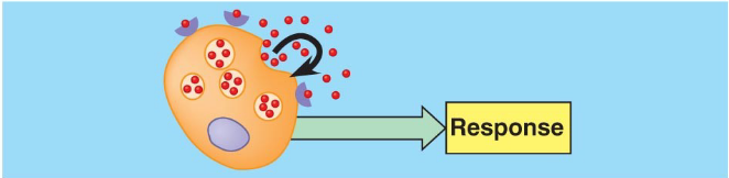 secretion acting on same cell