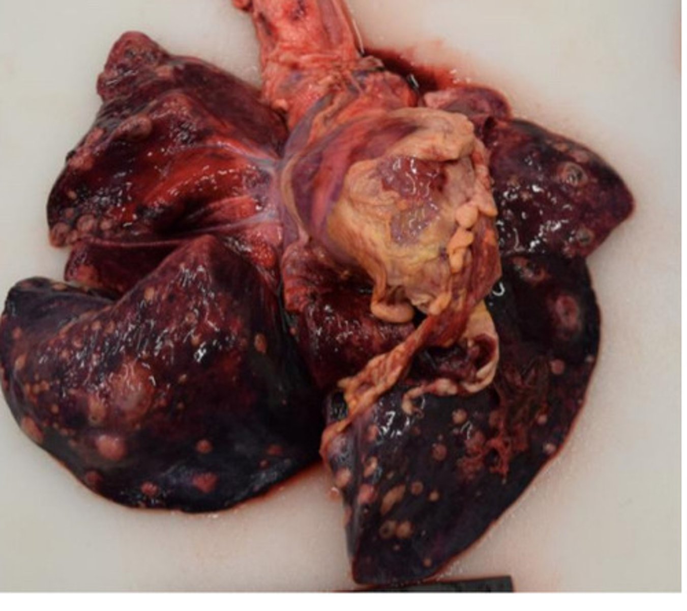 <p>What is pattern of distribution?</p>