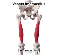 <p>origin: anterior and lateral surfaces of femur </p><p>insertion: patella by common quadriceps tendon, which continues as patellar ligament to tibial tuberosity</p>