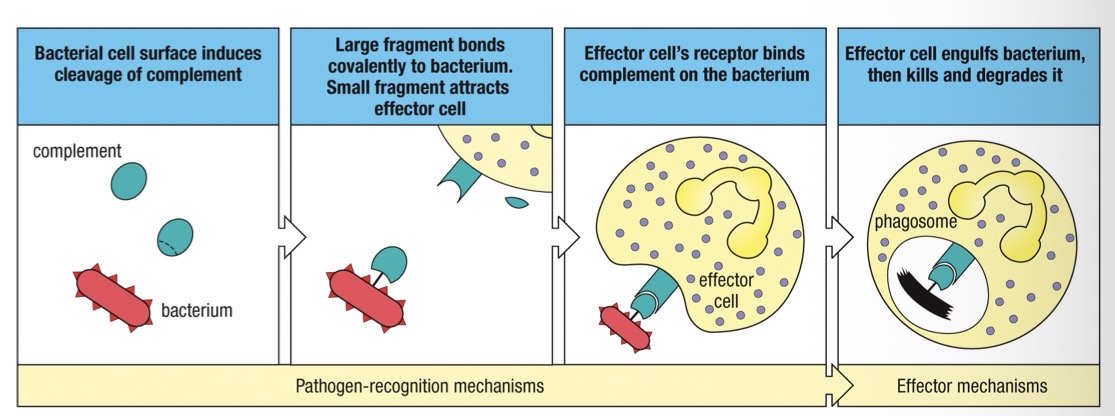 <ul><li><p>Opsonisation (targeting and improved efficiency of phagocytosis) this is through C3b</p></li><li><p>Activates cells - inflammation</p></li><li><p>Many cells have complement receptors for C3a e.g. improves or initiates responses</p><ul><li><p>Mast cell degranulation</p></li><li><p>Macrophage phagocytosis </p></li></ul></li><li><p>Attracts immune cells </p><ul><li><p>(Activates endothelium)</p></li><li><p>Provides a concentration gradient to follow</p></li></ul></li><li><p>Lysis of pathogens - membrane attack complex</p></li></ul><p></p>