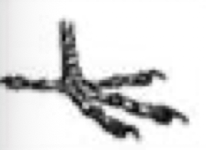 <p>Anatomy of foot dependent on lifestyle. What type of bird’s foot is shown in the picture below? What are its functions? In which types of birds is it typically seen?</p>