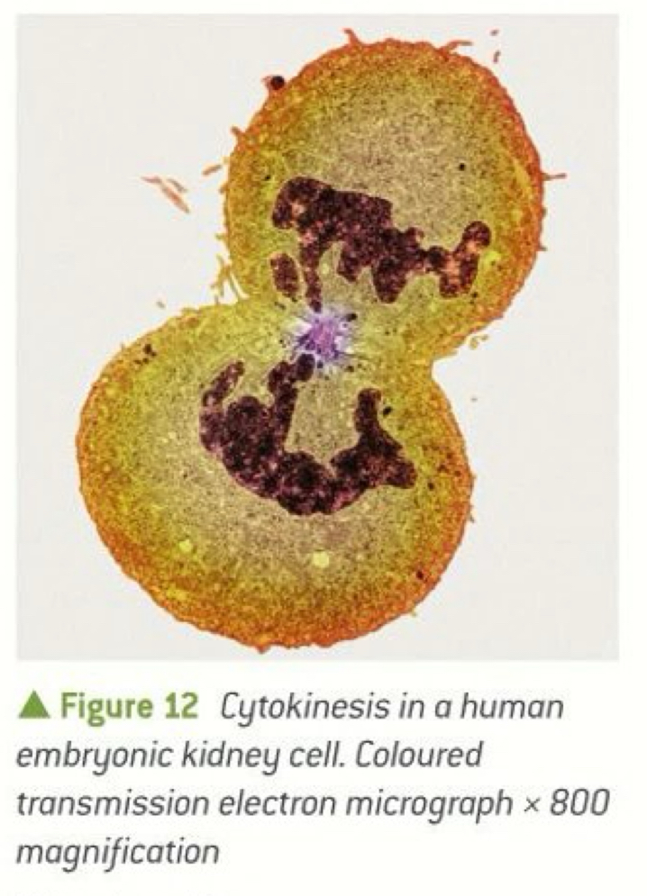 <ul><li><p>A cleavage furrow (folded membrane) forms and separates the daughter cells</p></li><li><p>Cell surface membrane is pulled inwards by the cytoskeleton until it is close enough to fuse around the middle </p></li></ul><p></p>