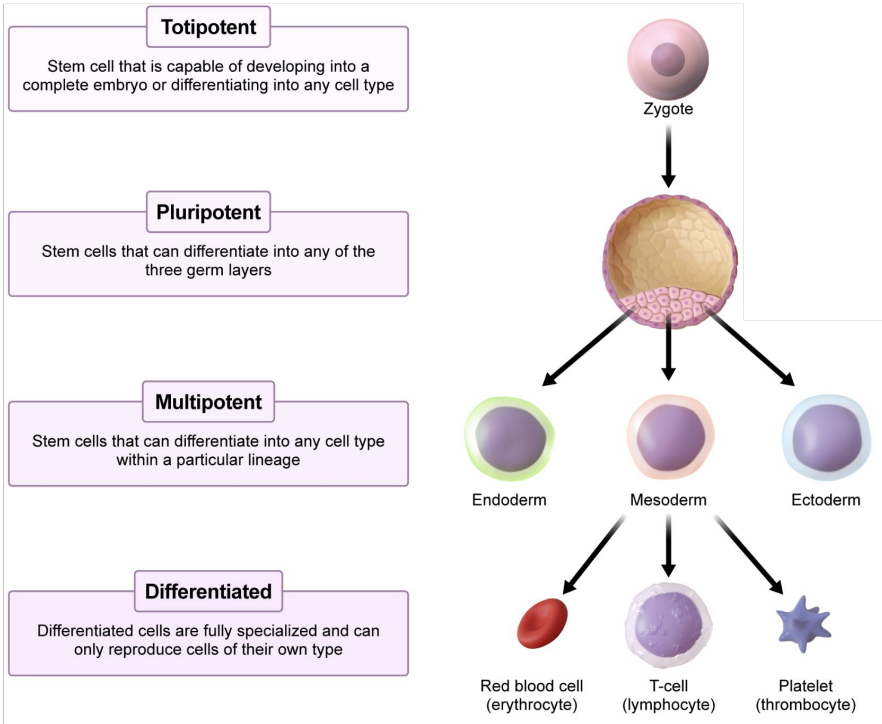 <p>Stem cells that can differentiate into any cell type within a particular lineage</p>