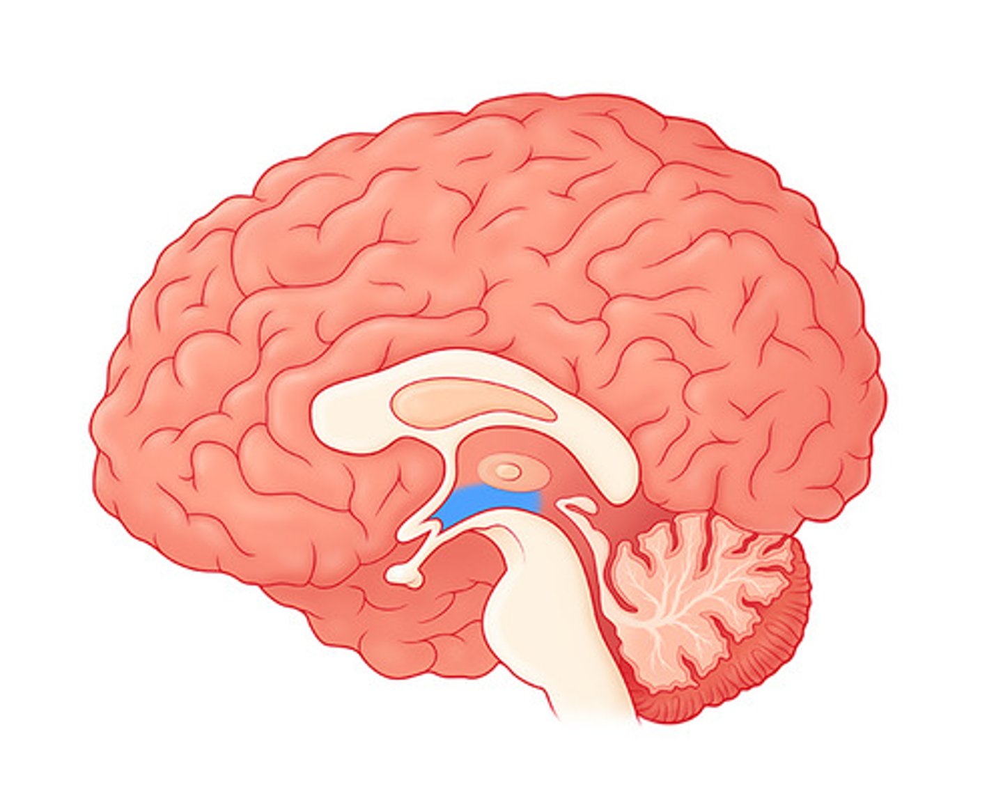 <p>directs eating, drinking, body temperature</p><p>helps govern the endocrine system (hormones) via the pituitary gland</p><p>linked to emotion and reward</p>
