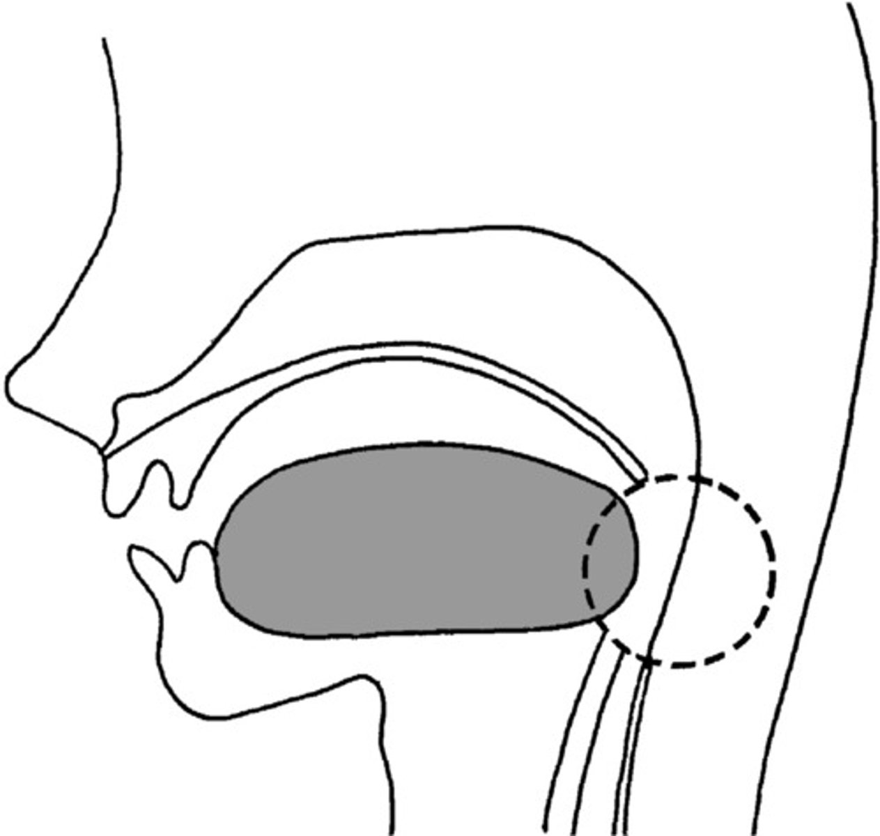 <p>throat</p>