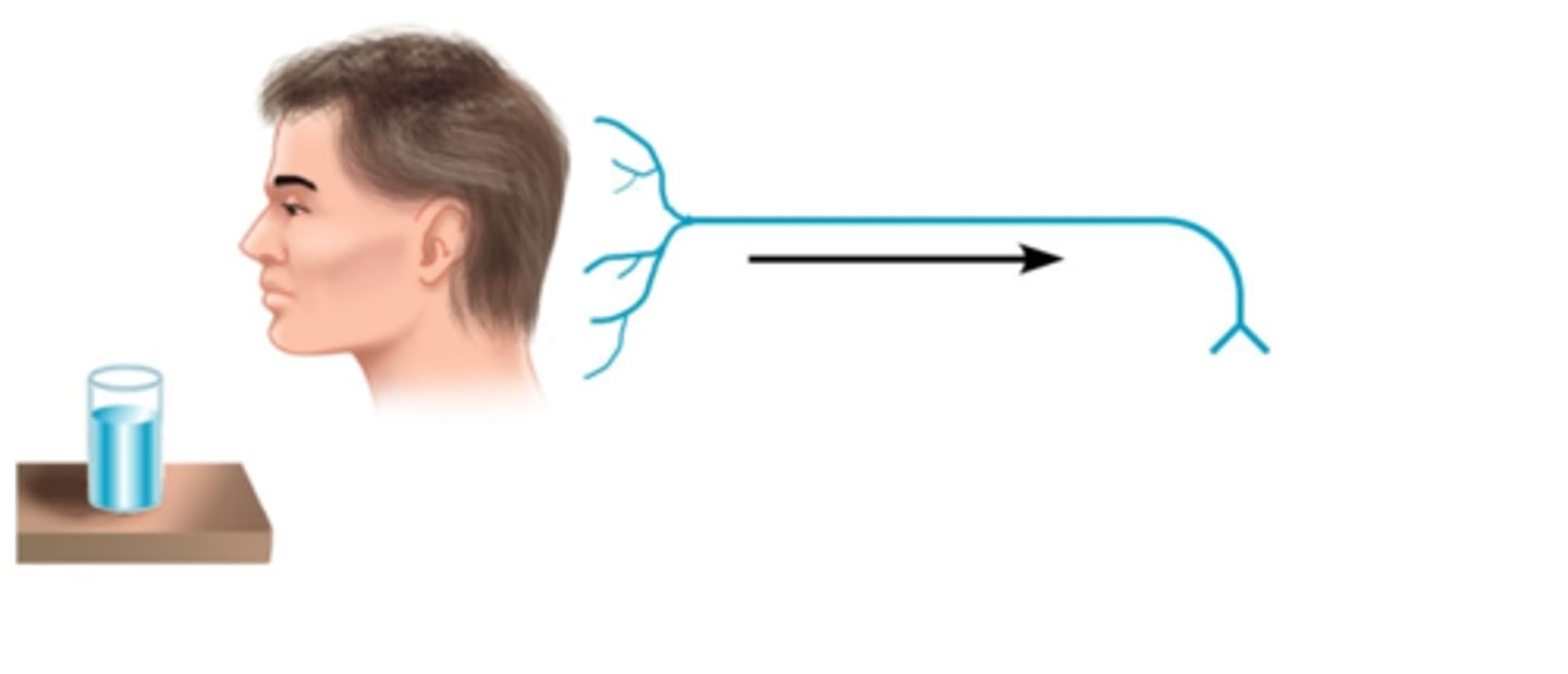 <p>Neurons that sense information from the environment and send it to the central nervous system.</p>