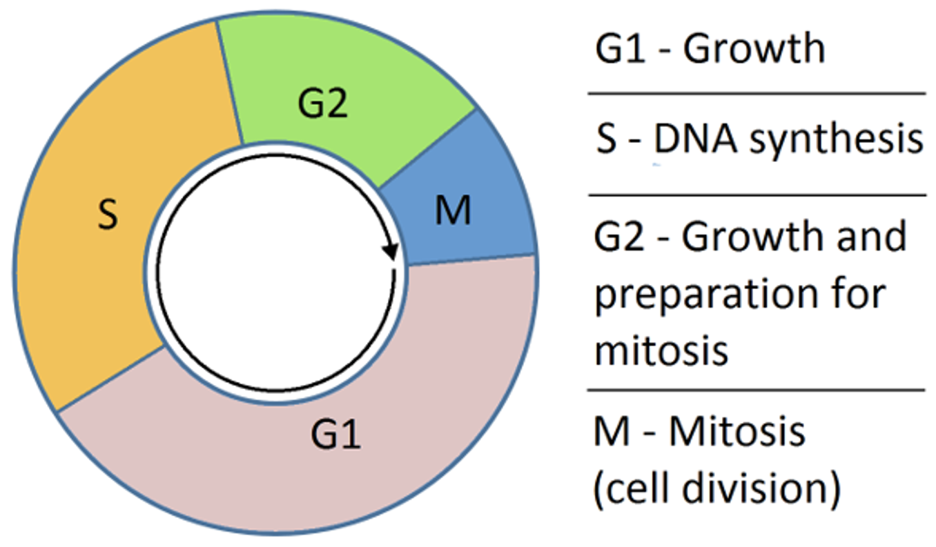 <p>G1 - Gap phase 1, growth of cell</p><p>S - DNA synthesis </p><p>G2 - Gap phase 2, growth and preparation for mitosis</p><p>M - mitosis, cell division</p><ul><li><p>Each step has different checkpoints, and or cues</p></li><li><p>problems in regulators leads to cancer</p></li></ul><p></p>
