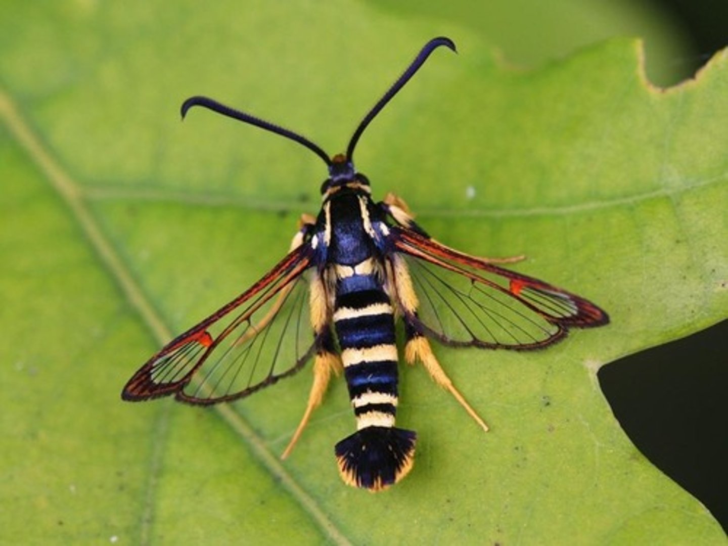 <p>long legged, slim body with yellow/red makings. clear wings that lack scales</p>