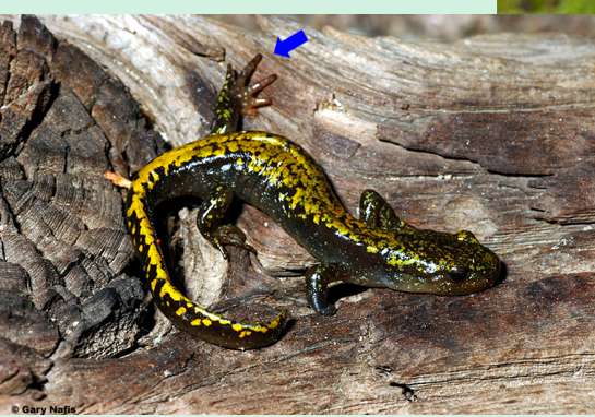 <p>Long-toed salamander. Yellow, tan, or olive green stripe or<br>blotches on back, long fourth toe</p><p>dorsal stripe patterning</p><p>4th toe long</p>