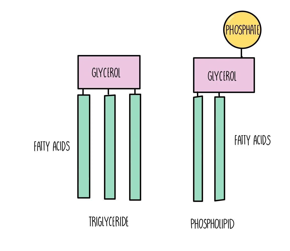 <p>Phospholipids have a glycerol attached to 2 fatty acids &amp; 1 phosphate attached to the glycerol</p>
