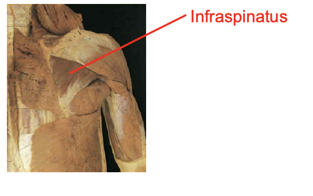 <p>infraspinatus</p><p></p><p>Origin</p><ul><li><p>infraspinous fossa</p></li></ul><p>Inserition</p><ul><li><p>middle greater tubercle</p></li></ul><p></p><img src="https://knowt-user-attachments.s3.amazonaws.com/f0c89898-8004-4d9d-ad74-9f219bd72124.png" data-width="100%" data-align="center"><p></p>
