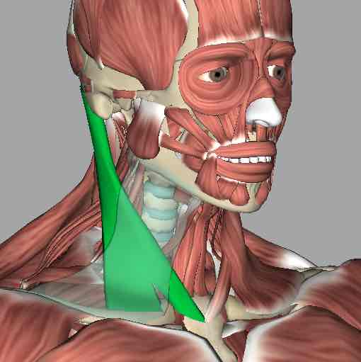 <p>Muscle that rotates the head contralaterally and flexes the neck.</p>