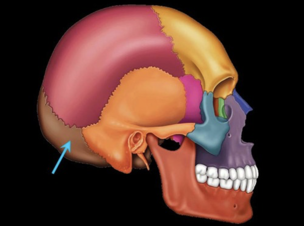 <p>bone that protrudes at the base of the skull</p>