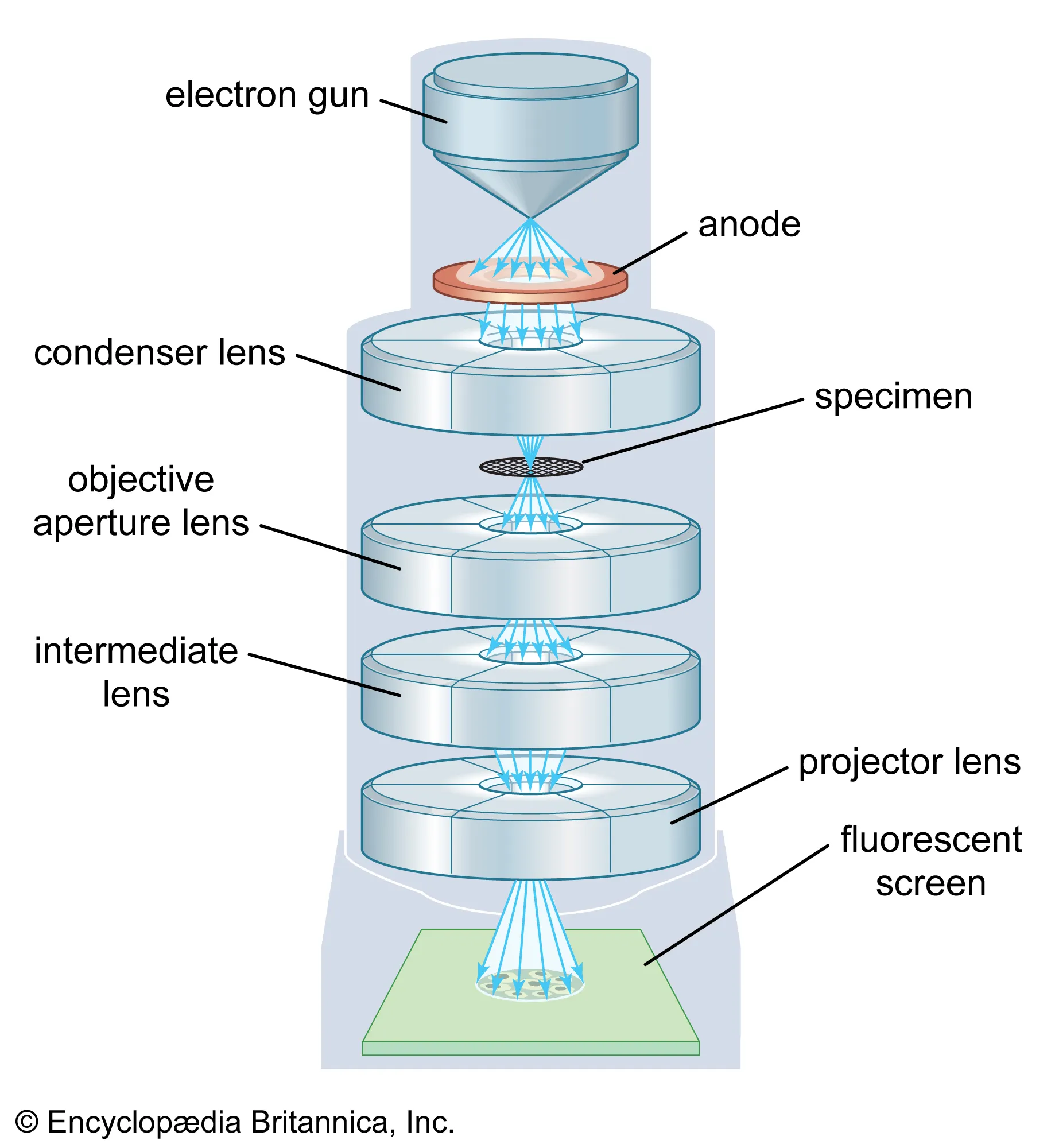 <p>Electrons are passed through the specimen, then focused by a magnetic lens. TEM’s will only ever operate on dead specimen, and are best for viewing internal structure. They have a magnification of around 1,000,000 (million)x, and a resolution of 0.02 nanometers.  </p>