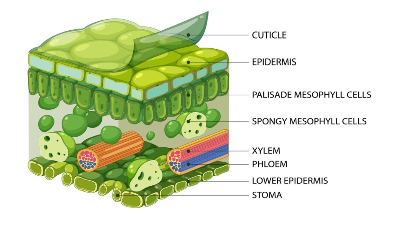 <p>Waxy cuticle, upper epidermis, palisade mesophyll cells, spongy mesophyll cells, xylem, phloem, lower epidermis, stoma</p>