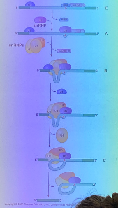<p>identification is the same — characteristic sequences at the junctions, and central A branch site. </p><p>require the spliceosome, which is a massive complex of accessory proteins+RNA molecules known as “small nuclear ribonucleoprotein” complexes, AKA snRNPS. </p><p>the snRNPS bring the splice sites close together so that the same mechanism seen in self-splicing can occur. the snRNPs bring the branch site to the 5’ junction, get a cyclized A residue, the exposed OH of the exon attacks the other junction, and the lariat is formed. </p>