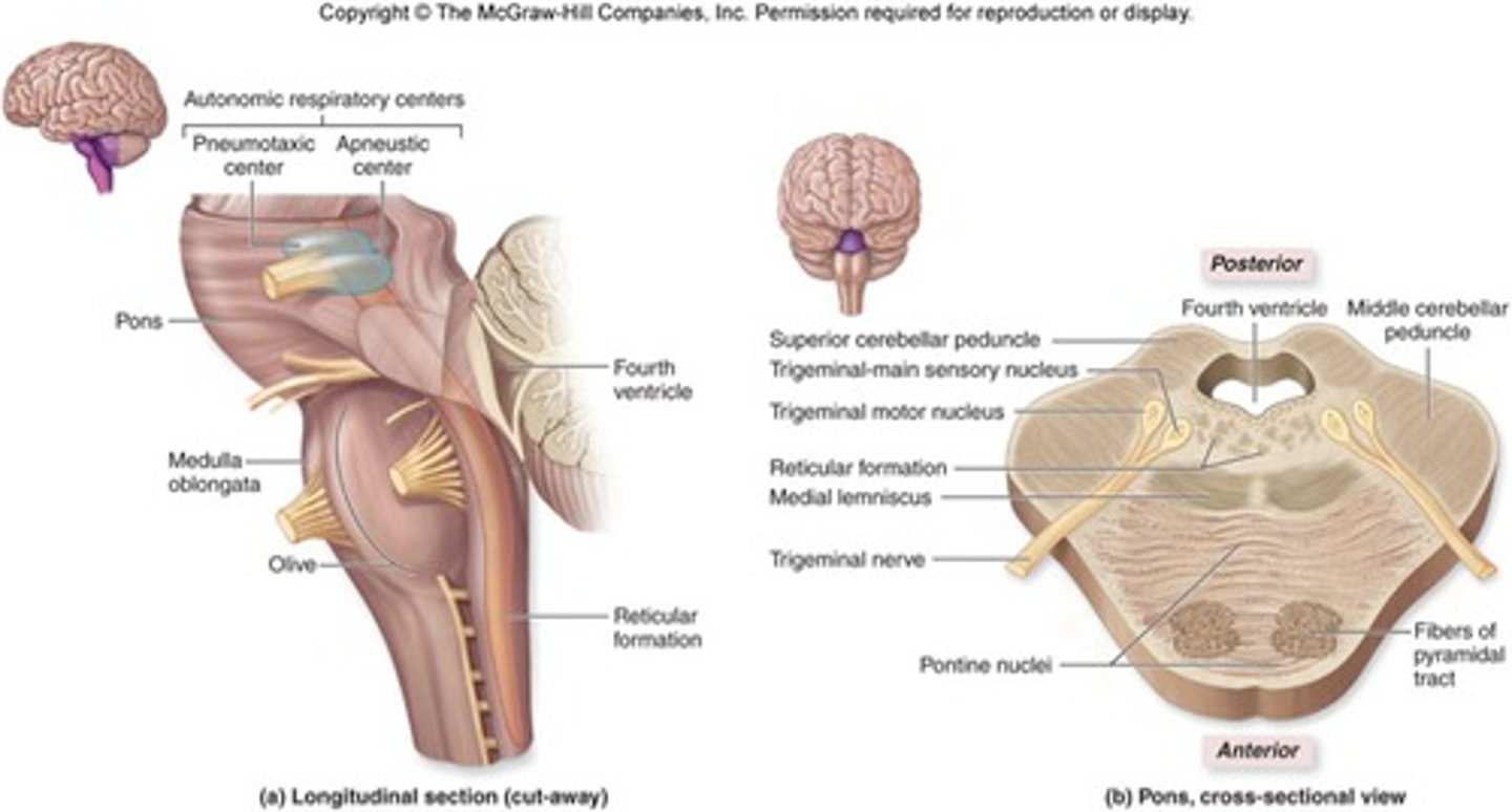 <p>Receives bilateral inputs and localizes sound</p>