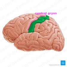 <p>What is this feature? Does it process S or M?</p>