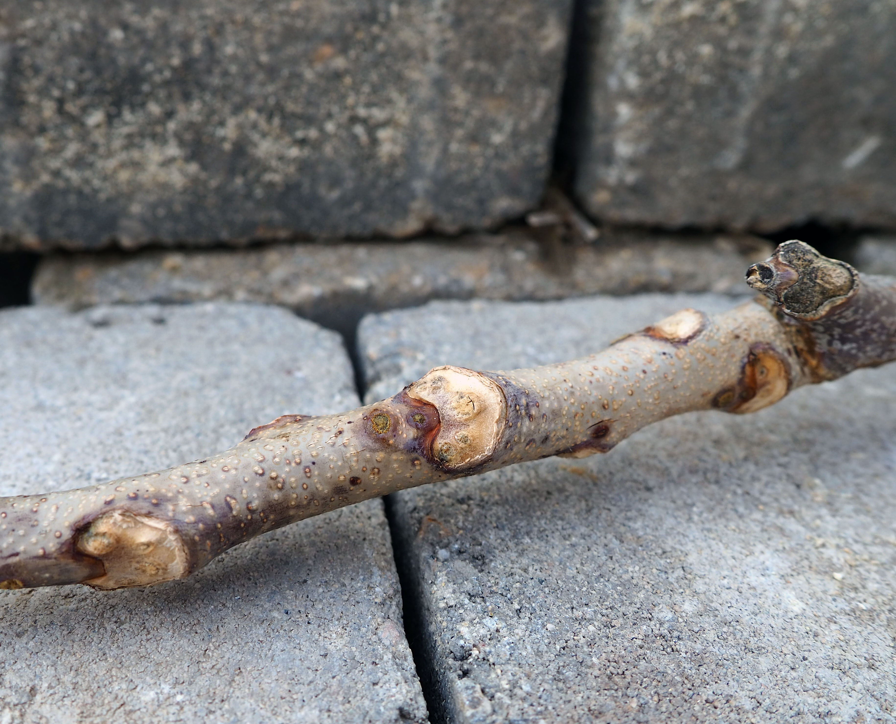 <p></p><p>Common name: Kentucky coffeetree</p><p></p><p>Genus: Gymnocladus </p><p></p><p>Species: dioicus</p><p></p><p>Family: Fabaceae</p>