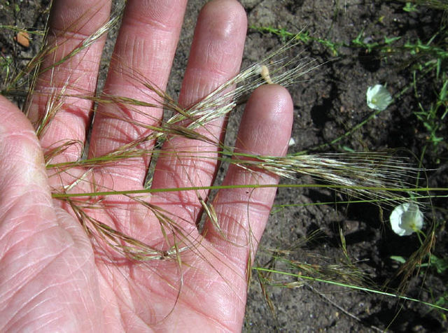 <p>Foothill needlegrass</p><p>Poaceae</p>
