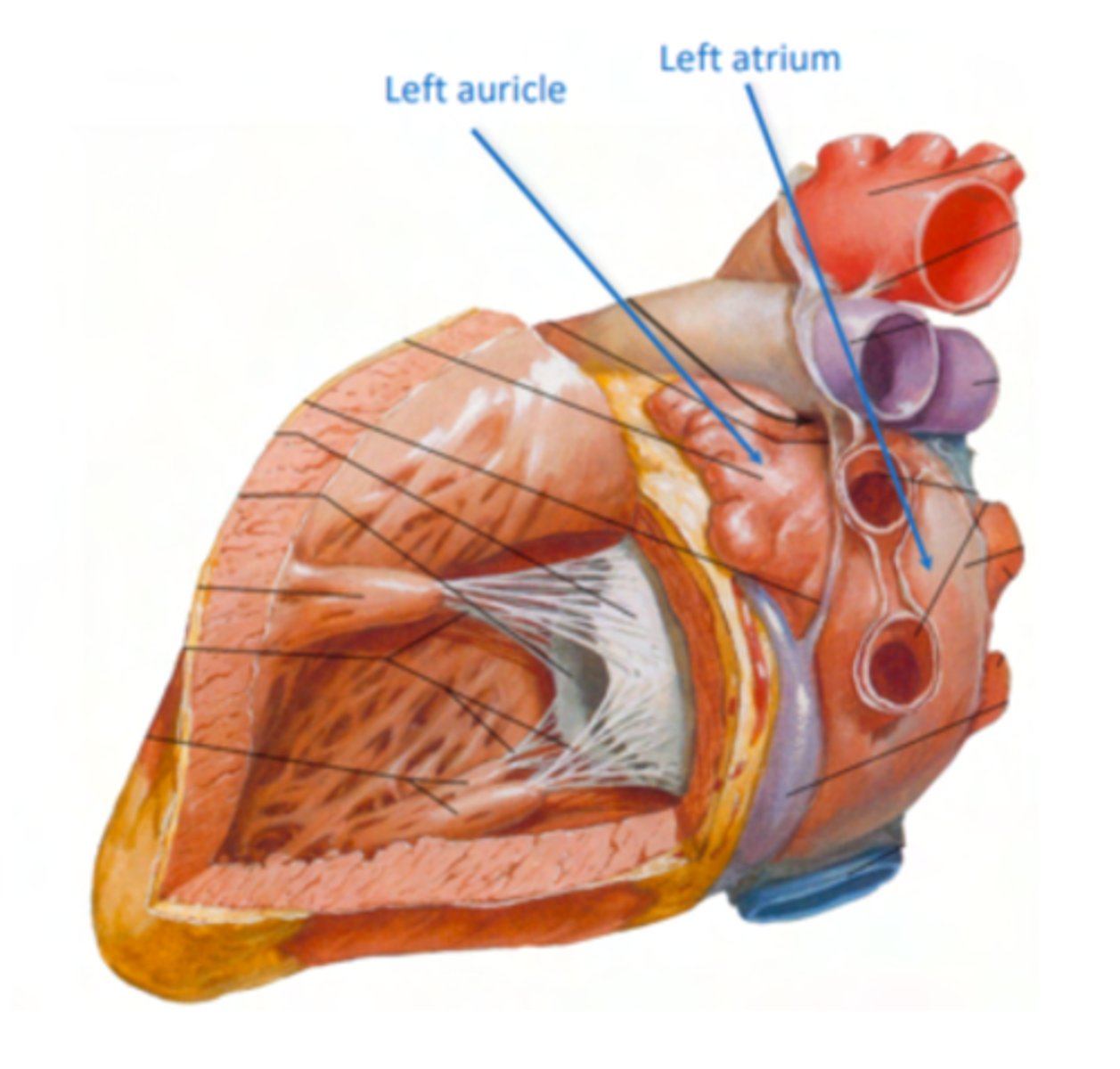 <p>. Mitral valve</p><p>2 cusps (anterior and posterior) and 2 associated papillary muscles</p>