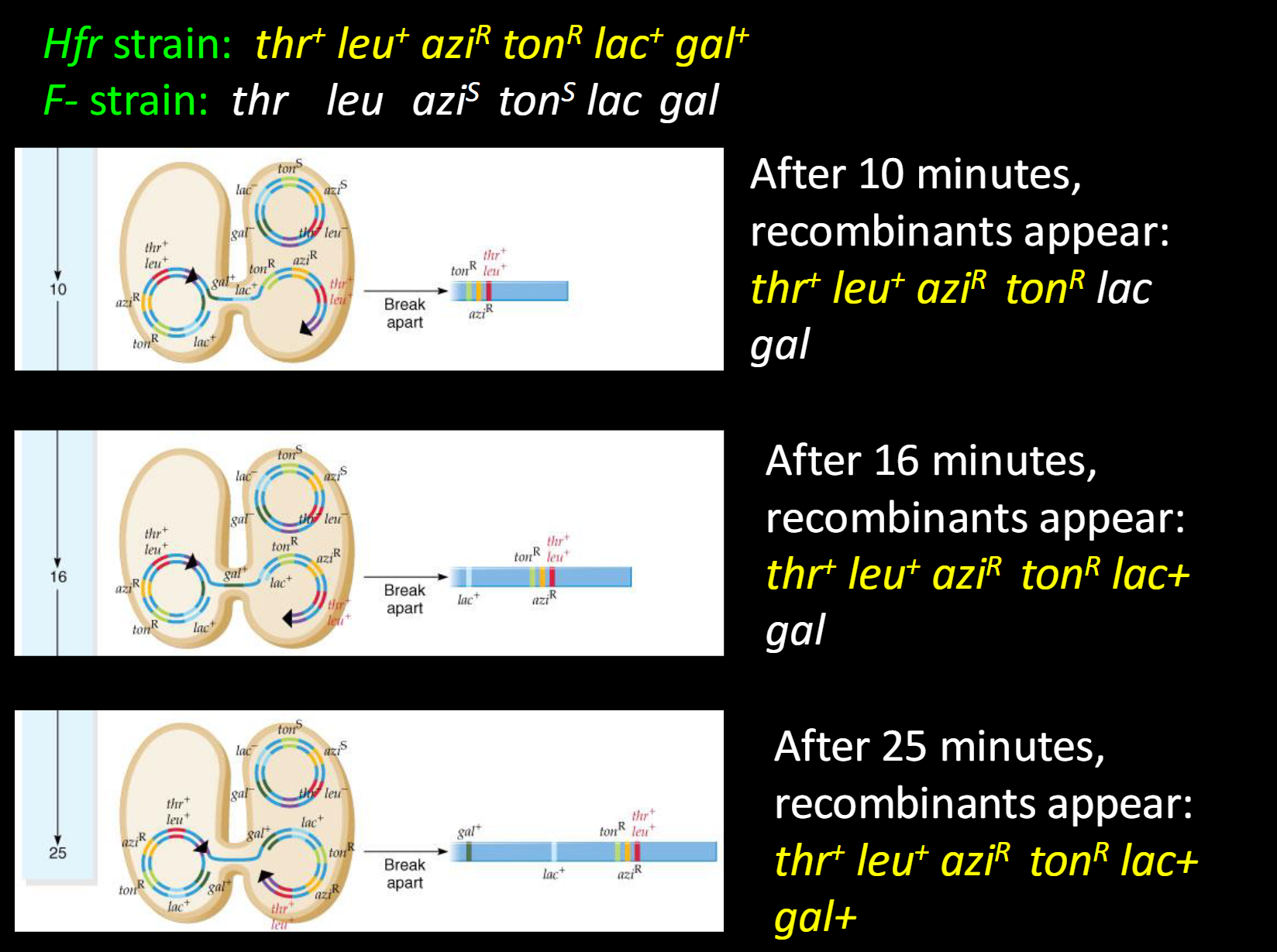 <p><span><span>-Hfr strain: thr+ leu+ aziR tonR lac+ gal+<br>-F- strain: thr leu aziS tonS lac gal</span></span></p><p><span><span><br>-After 10 minutes, recombinants appear: (thr+ leu+ aziR tonR lac gal)<br>-After 16 minutes, recombinants appear: (thr+ leu+ aziR tonR lac+ gal)<br>-After 25 minutes, recombinants appear: (thr+ leu+ aziR tonR lac+ gal+)</span></span></p>