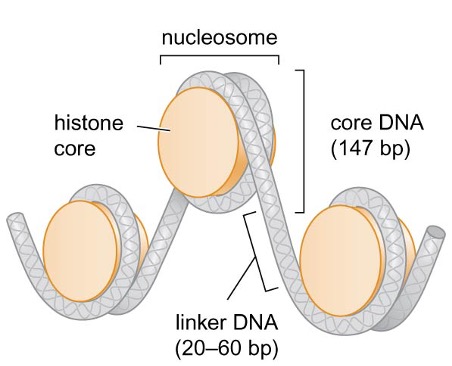 Linker and core