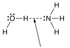 <p>Water and ammonia interact to form a bond, as represented in the figure. </p><p><span><span>Which statement best helps explain the formation of the bond represented in the figure? </span></span></p>