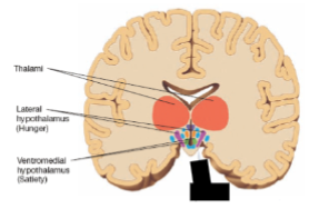 <p>neurons that release this are found in the arcuate nucleus of the hypothalamus; increased when animals are food deprived and decrease following a meal; infusion into the hypothalamus drives eating; thought to be affected by signals from ghrelin (released from stomach) </p>