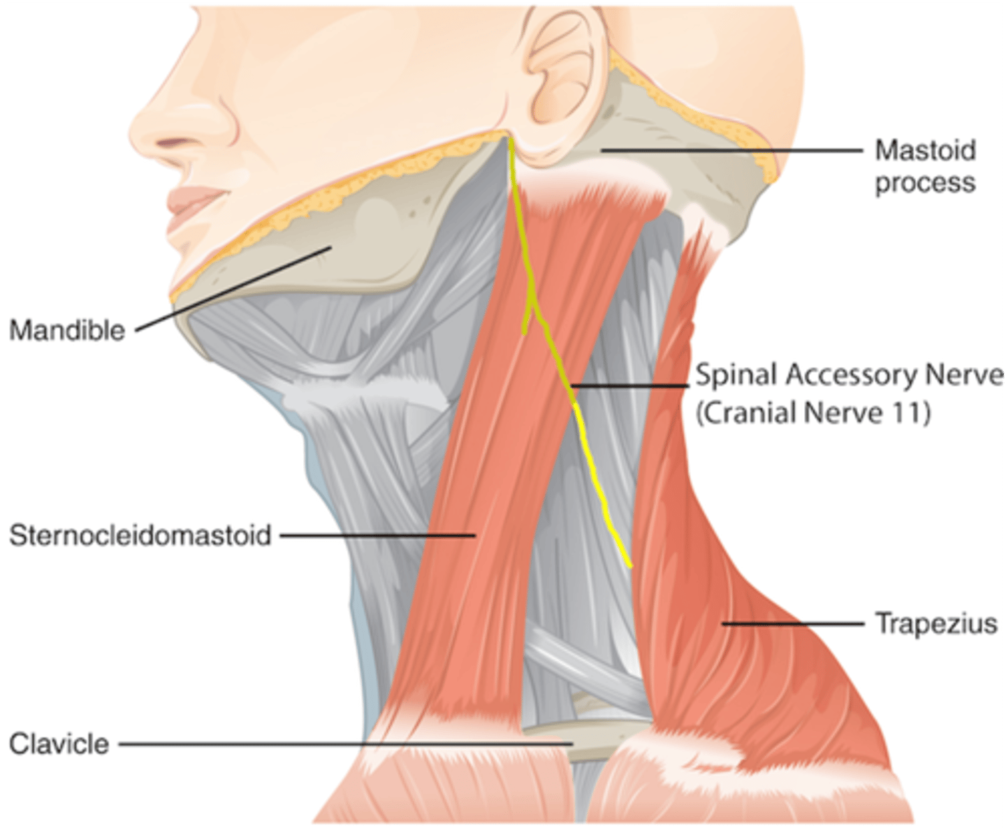 <p>Spinal Accessory Nerve</p>