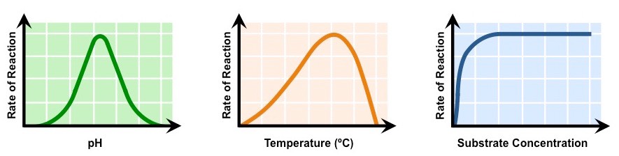 <p>Compare and pH, Temperature, Substrate, and Enzyme reaction graphs.</p>