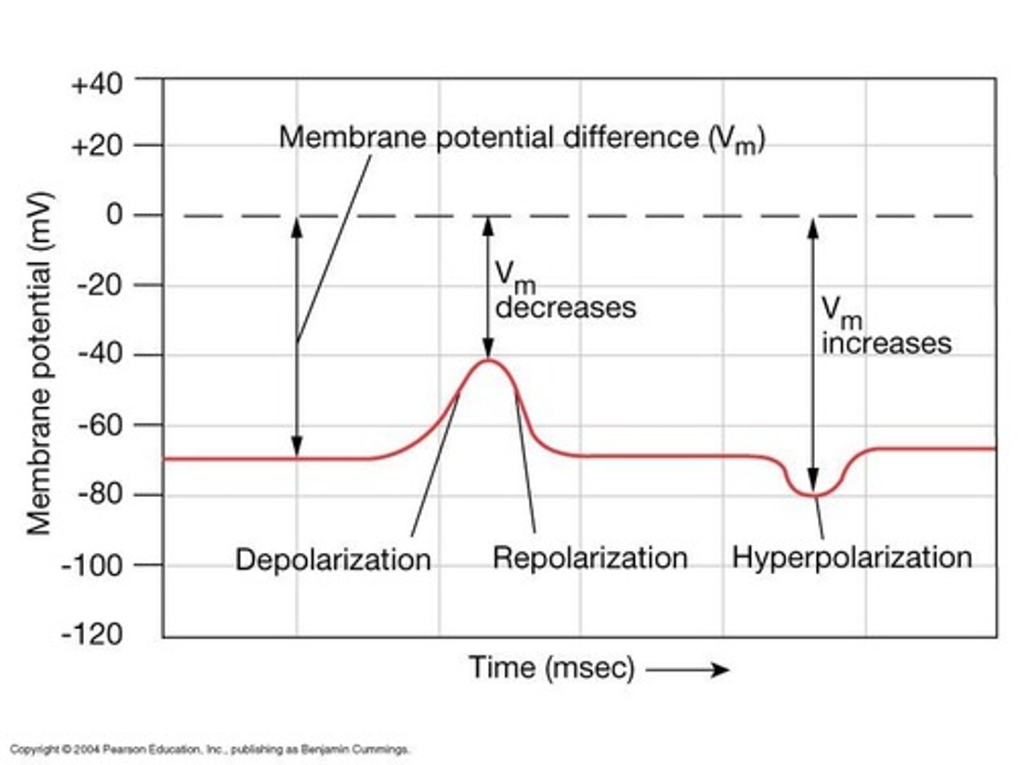 <p>All-or-none electrical signal triggered by depolarization.</p>