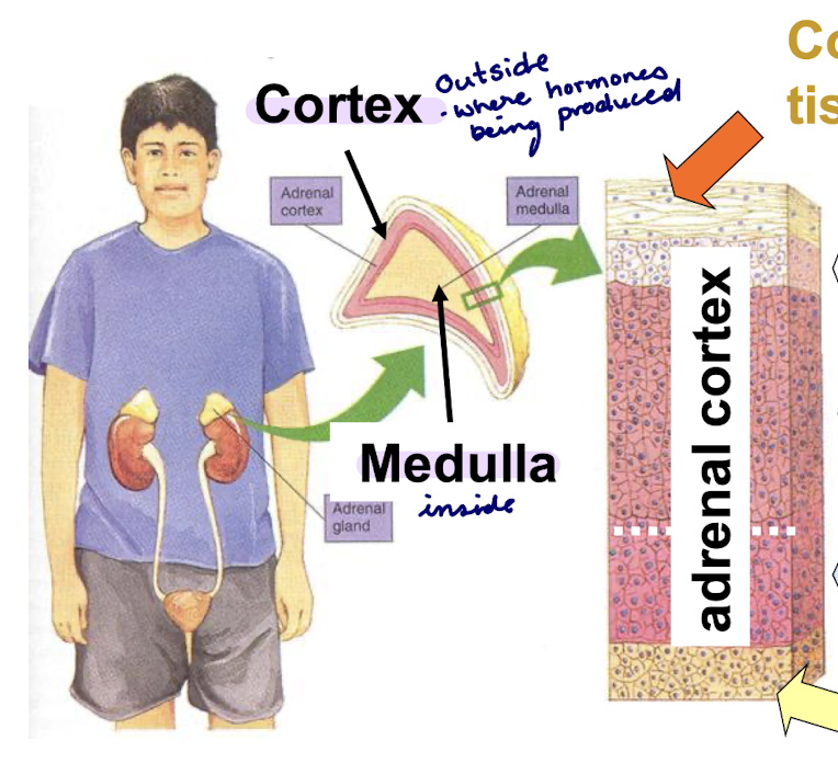 <ul><li><p>connective tissue capsule</p></li><li><p>Z.glomerulosa [aldosterone]</p></li><li><p>Z.fasciculata [cortisol] (largest part)</p></li><li><p>Z.reticularis [DHEA &amp; estrogen]</p></li><li><p>medulla</p></li></ul><p></p>