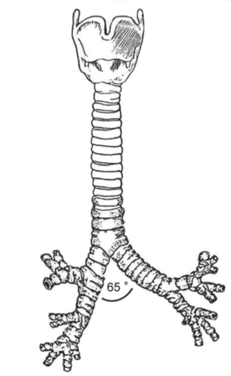 <p>rechter und linker Hauptbronchus</p>
