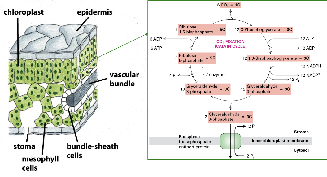 <ul><li><p>major plants that fix CO<sub>2</sub> in <strong>all</strong> <strong>mesophyll</strong> cells of leaves</p></li><li><p>no special features to combat photorespiration</p><ul><li><p>not as efficient at fixation</p></li></ul></li><li><p>ex. rice</p></li></ul><p></p>