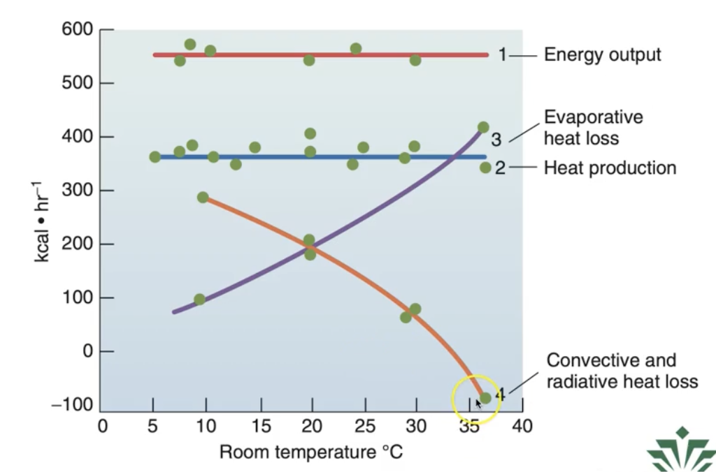 <p>What is the greatest mech. used to maintain a steady heat production during exercise?</p>