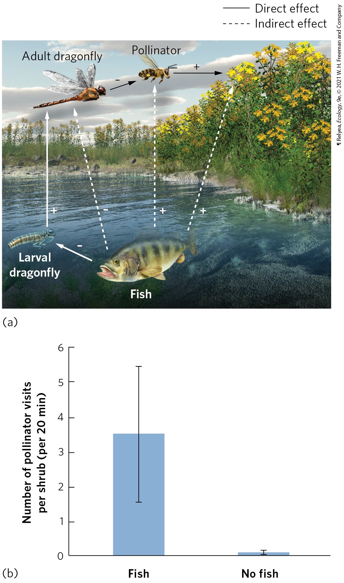 <p><span>The presence of fish has a positive effect on shoreline flowering plants. Which lines in the diagram reflect a negative direct effect? </span></p>