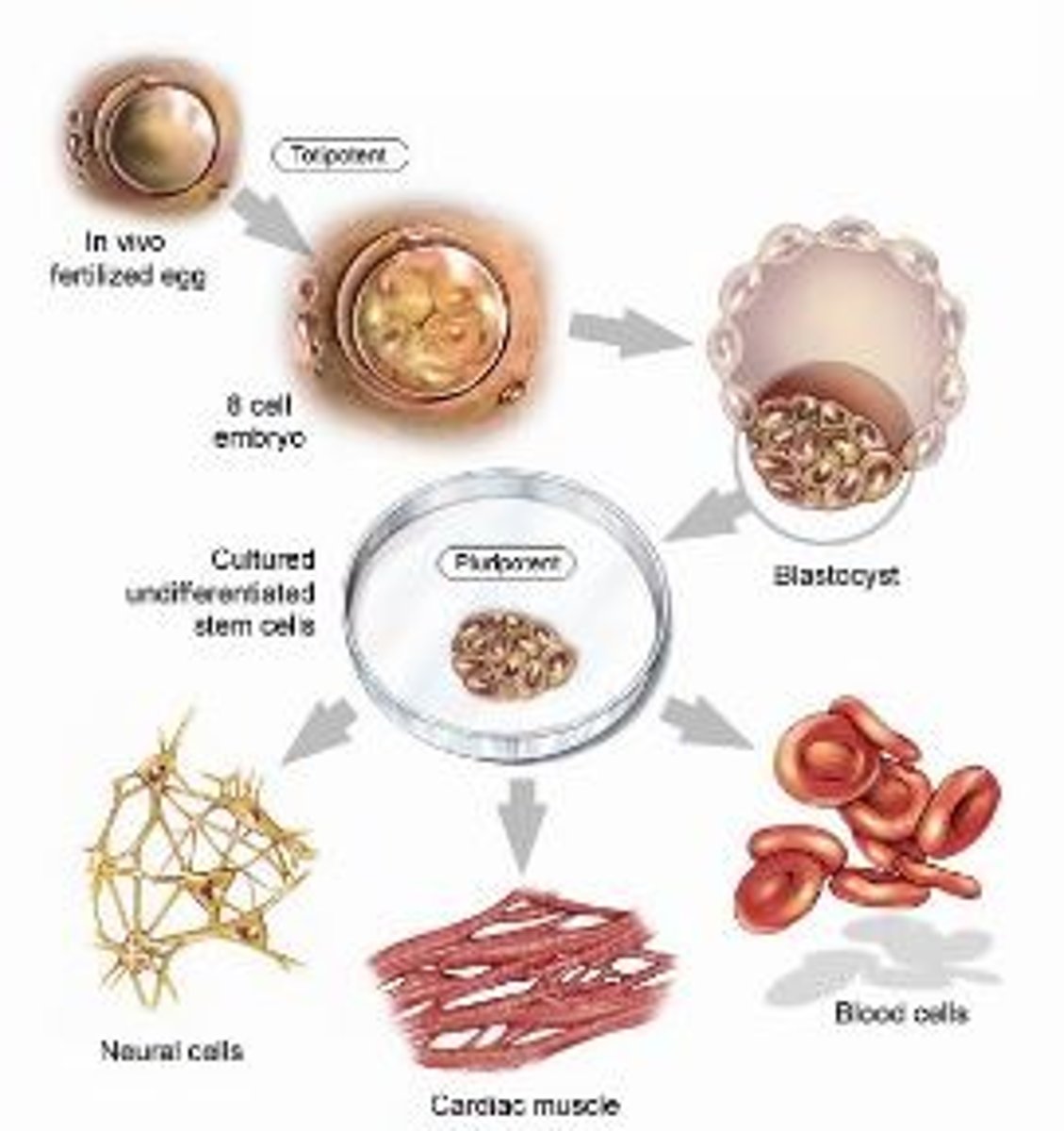 <p>Unspecialized cells in the embryo that have the ability to differentiate into the different cells in your body; as stem cells differentiate most of them lose the ability to become any type of cell</p>