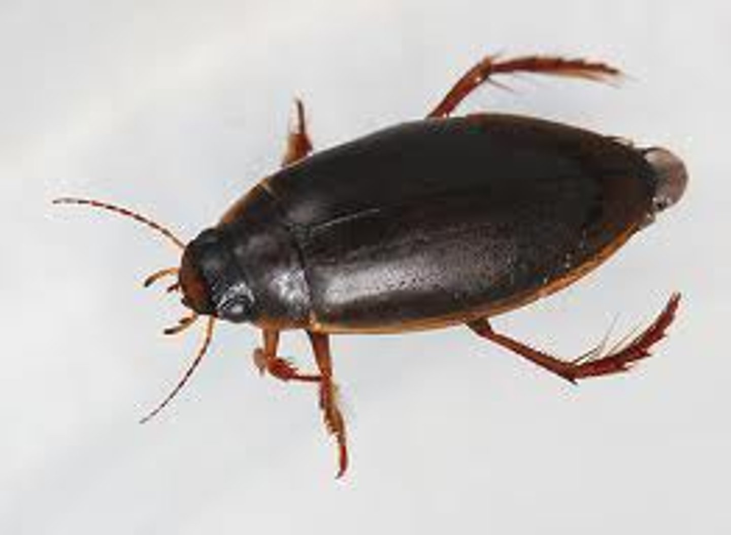 <p>Order Coleoptera (Family Dytiscidae)</p><p>- Can dive</p><p>- Predaceous</p><p>- Pupate in mud</p><p>Larvae -&gt; spiracle at end of abdomen</p><p>Adult -&gt; air bubble, natatorial leg</p>