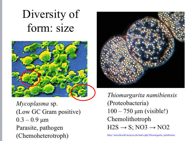 <p>Bacterial Diversity : Size</p>